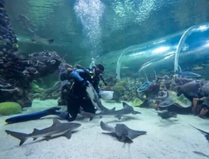 Köpek balıkları Körfez Aqua’da ziyaretçilerin gözleri önünde besleniyor