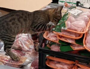 Gölcük’te Markette İlginç Anlar: Kedi Tavuk Etlerinin Arasında Görüntülendi