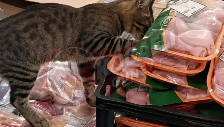 Gölcük’te Markette İlginç Anlar: Kedi Tavuk Etlerinin Arasında Görüntülendi