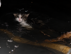 Gölcük’te otelde dehşet anları: Kuyudaki kedi için yardım çağrıları karşılıksız kaldı