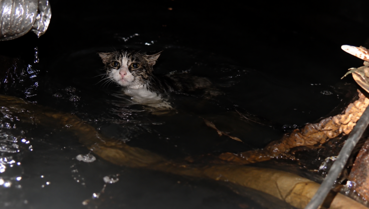 Gölcük’te otelde dehşet anları: Kuyudaki kedi için yardım çağrıları karşılıksız kaldı