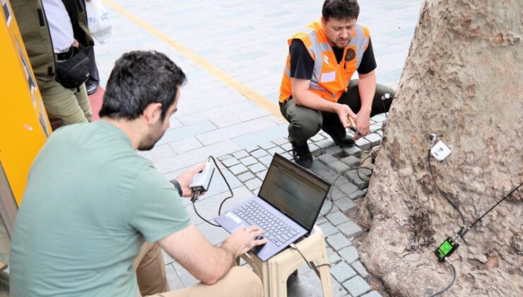 Kocaeli’de asırlık ağaçlara bilimsel sağlık taraması