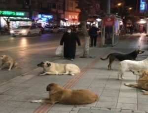 Kocaeli’de hayvan satış yerleri ve bakımevleri masaya yatırıldı
