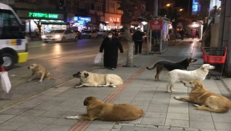 Kocaeli’de hayvan satış yerleri ve bakımevleri masaya yatırıldı